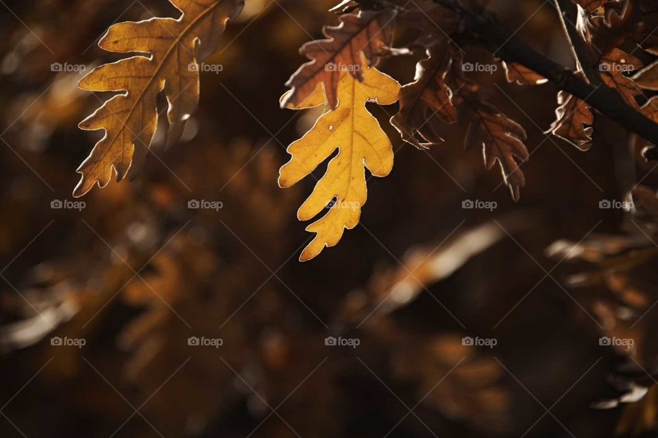 Hoja de Roble bañada por el sol-Sun-drenched oak leaf