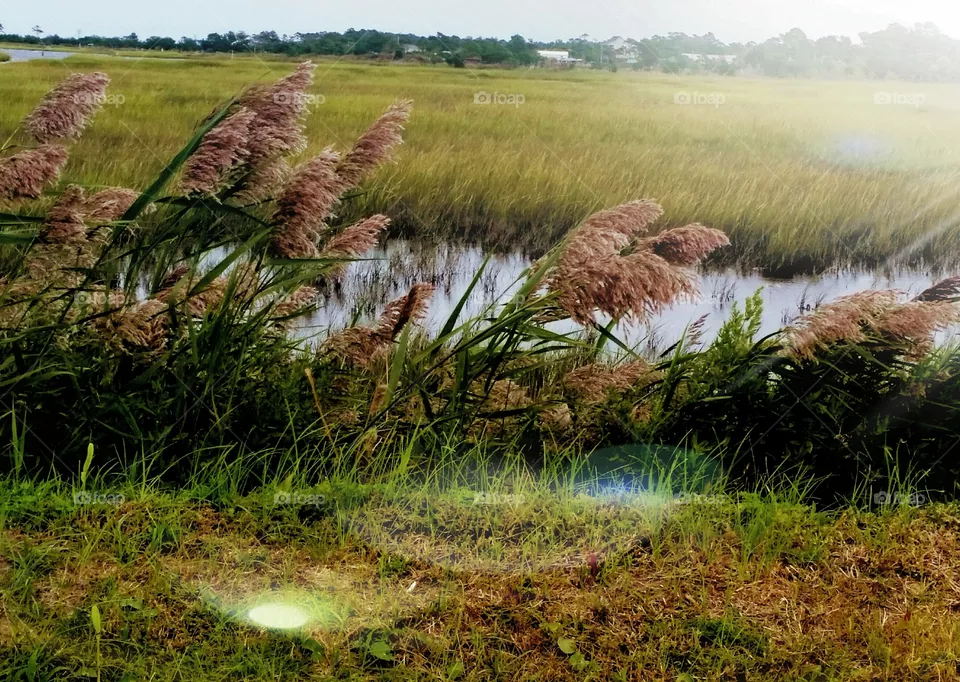 Sea Grass