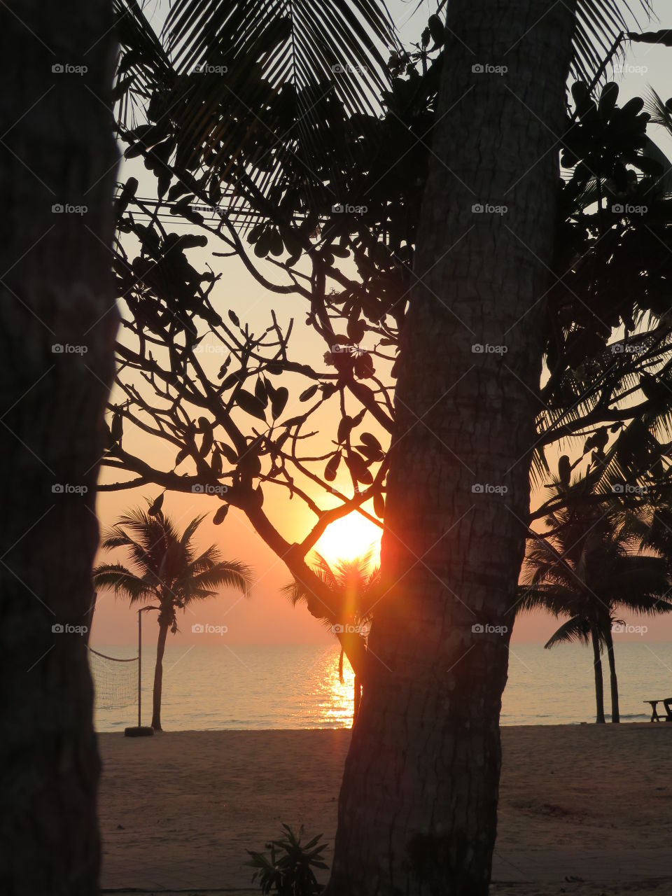 coucher de soleil arbre et palmier