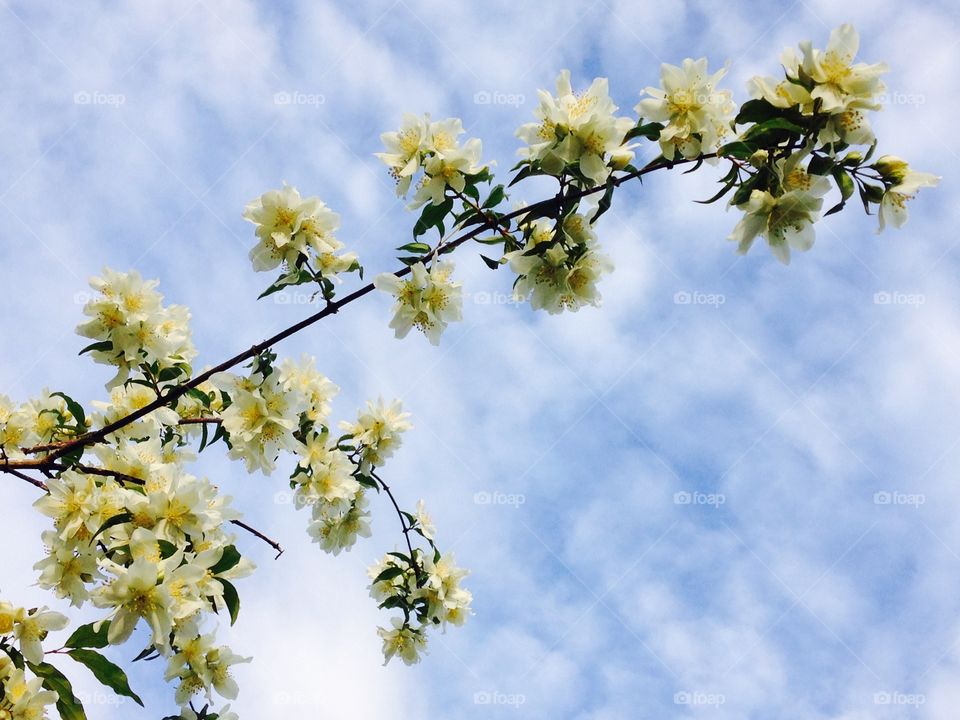 Low angle view of branch
