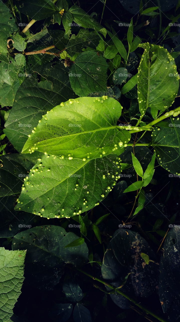 the beautiful small green colour leaf