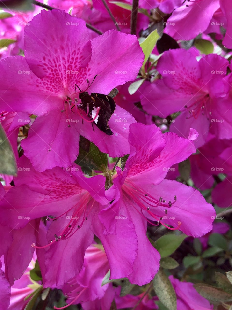 Moth pollinating pink flower 
