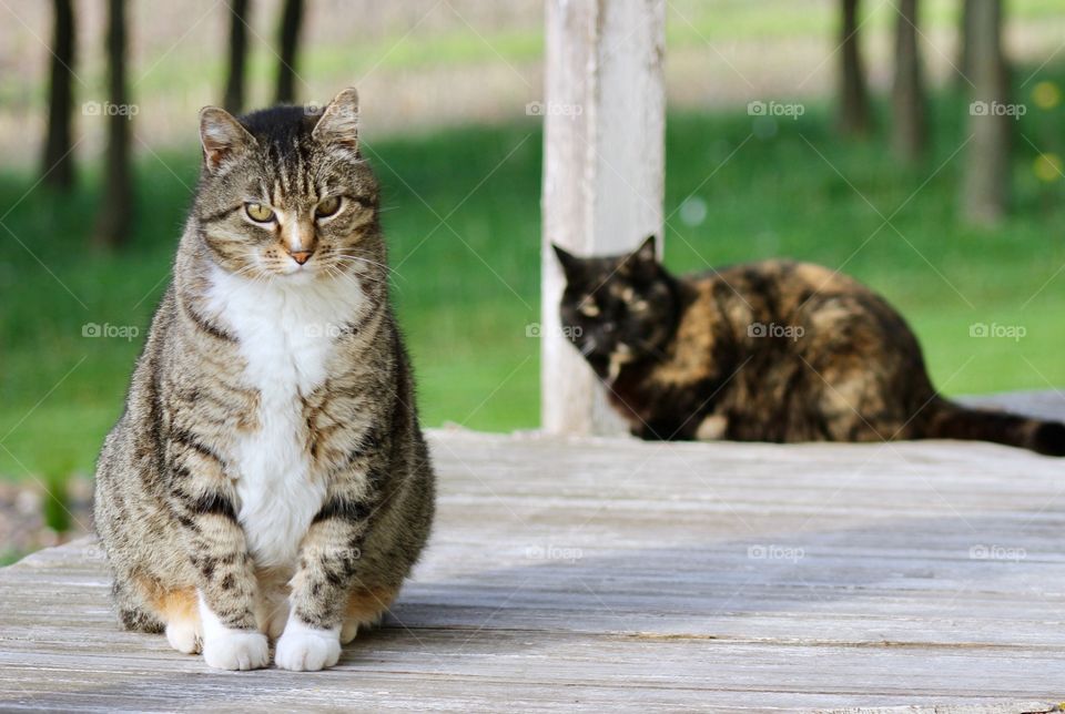 Summer Pets - a grey tabby and a tortoise shell cat on a wooden porch 