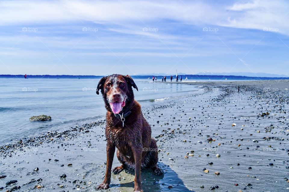 Dog beach day