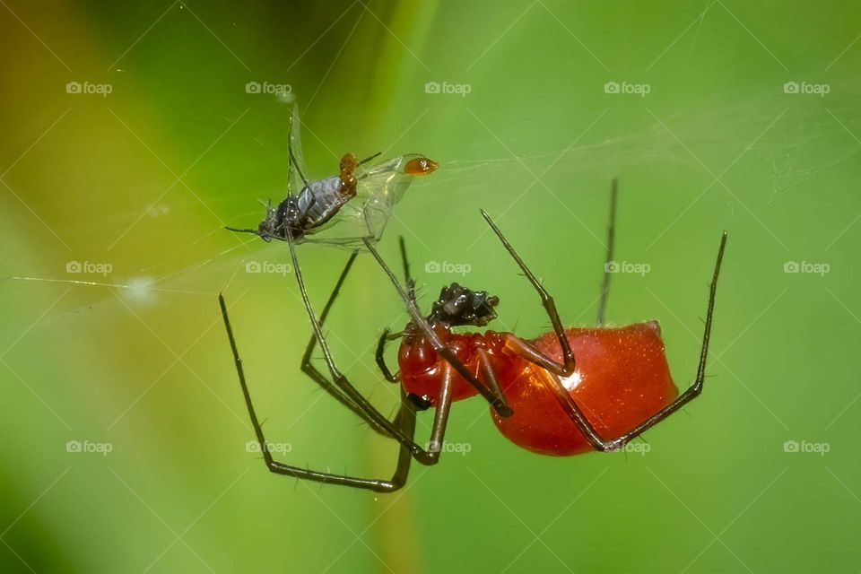 A Black-tailed Red Sheetweaver feasts on its pray. Beautiful red spider on a green background. 