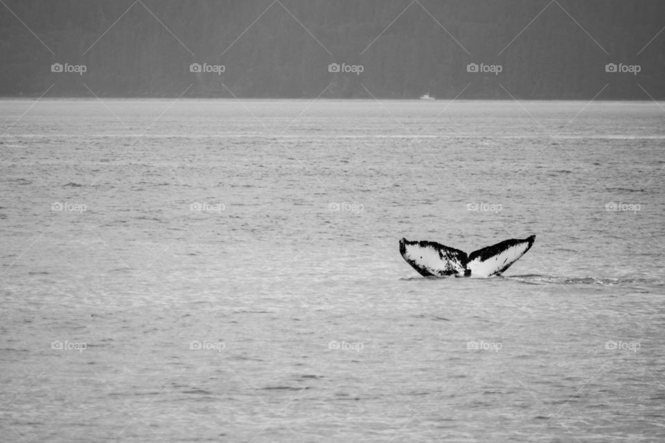 A tail of humpback whale in the ocean 