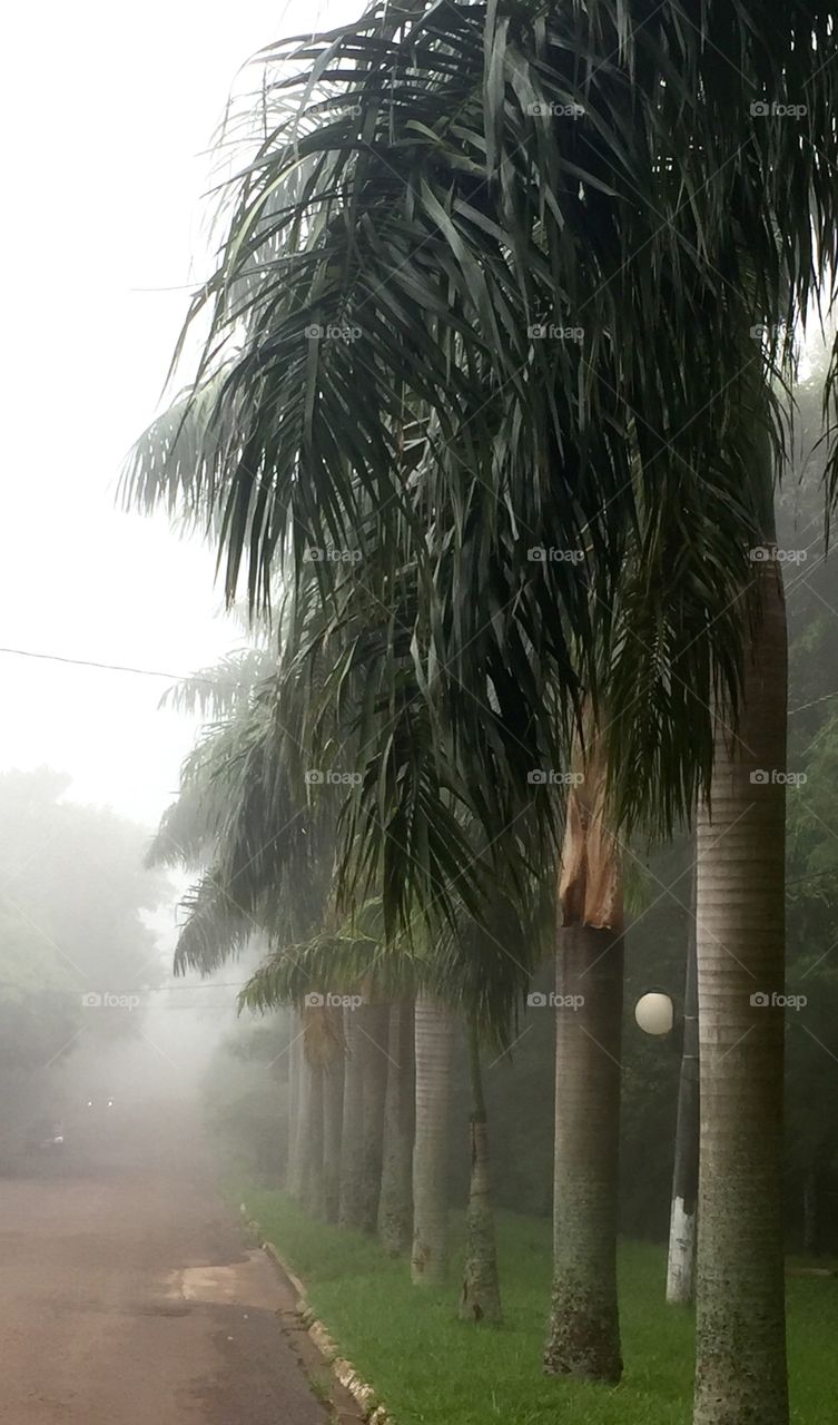 Footpath view and foggy weather