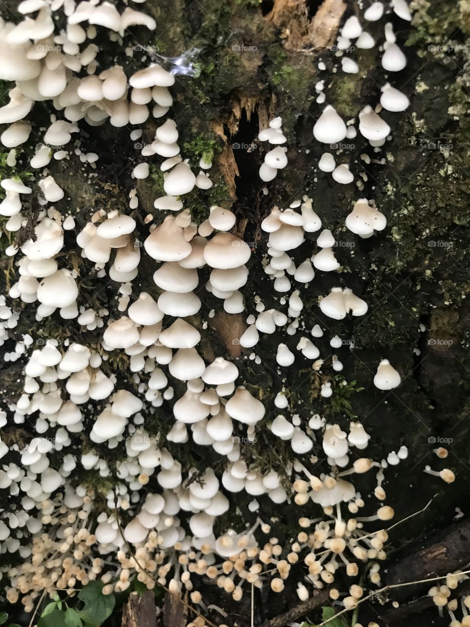 Fungus 