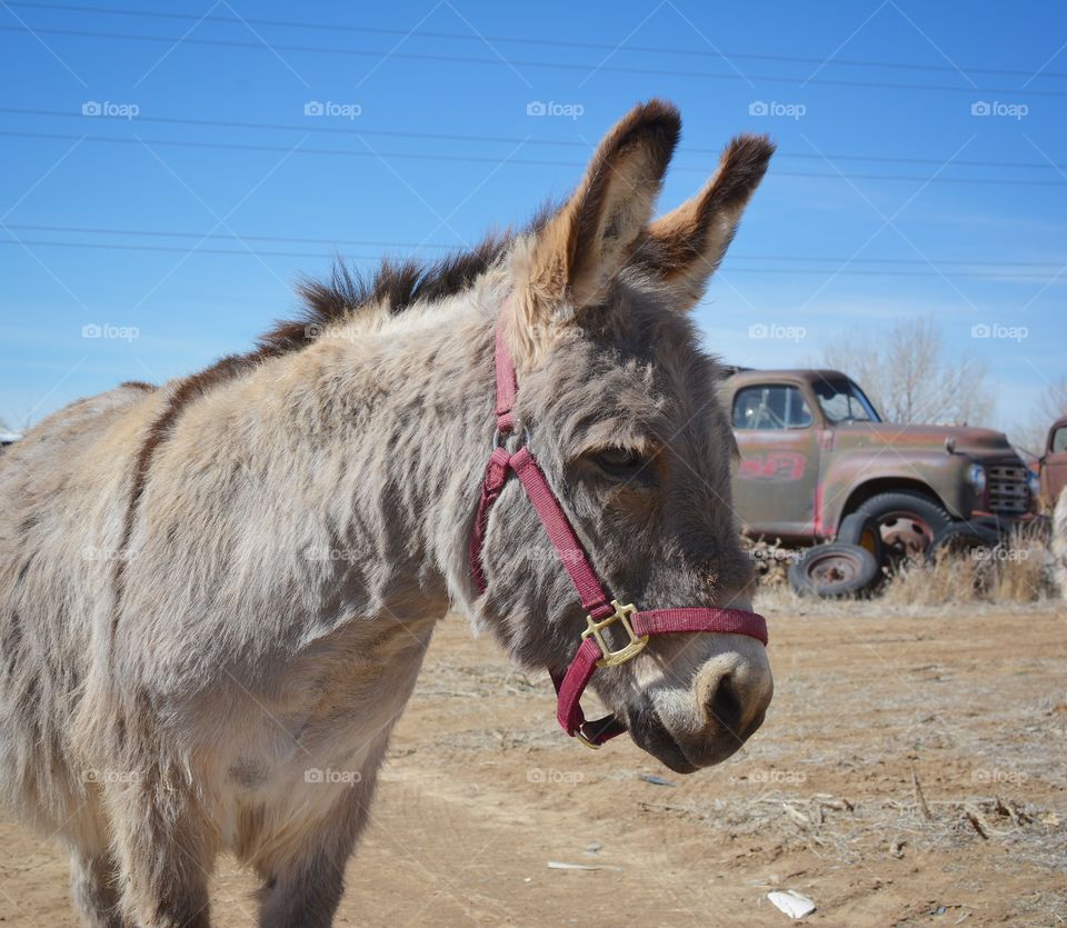 Donkey in the salvage yard 