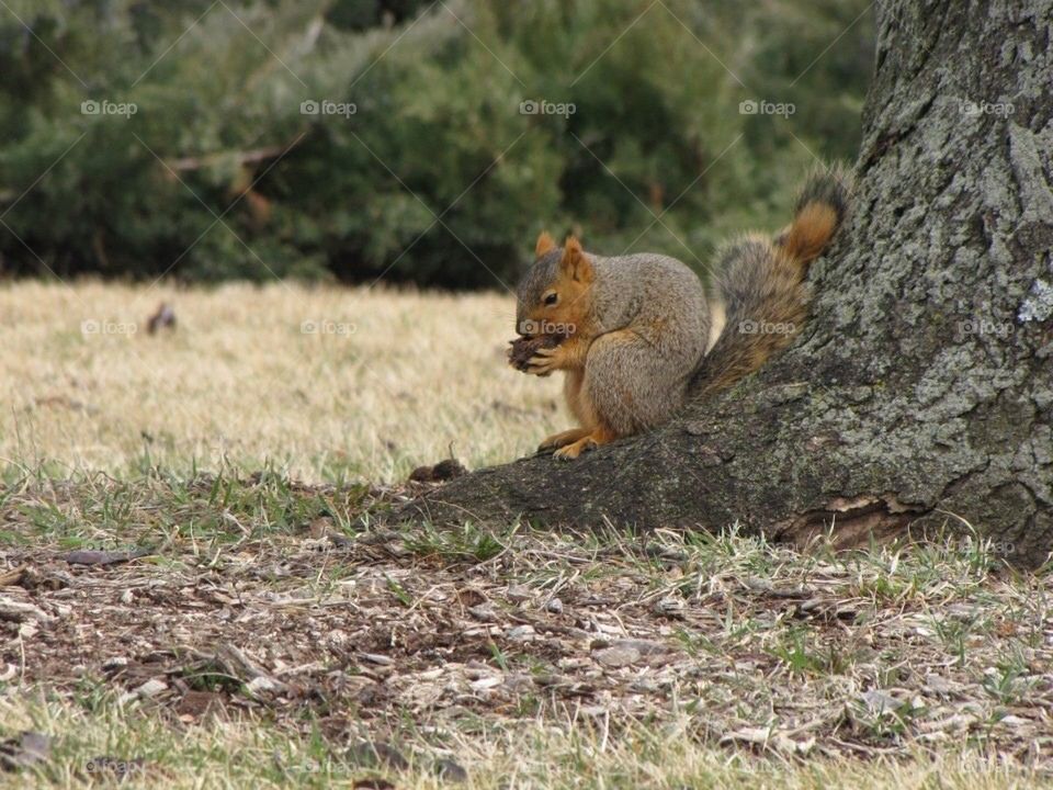 Squirrel