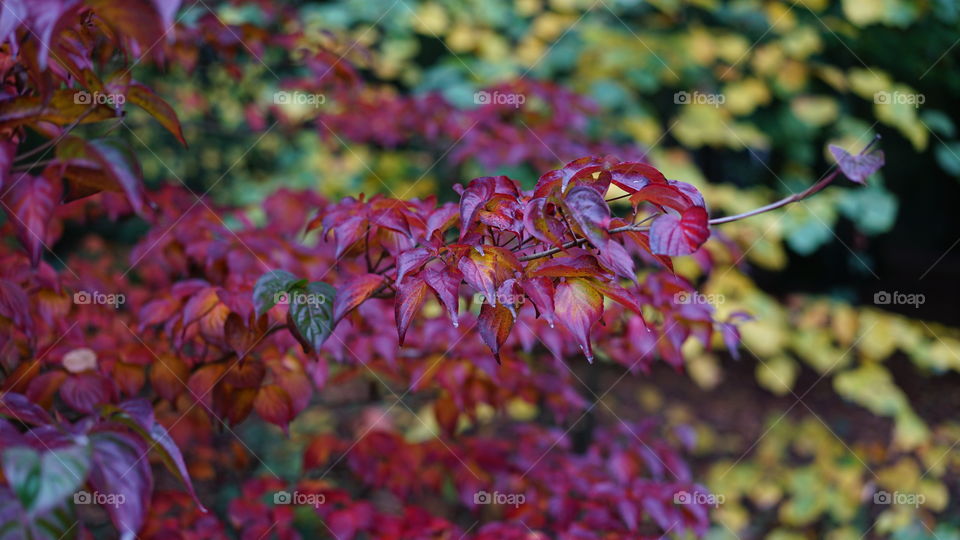 Red leaves during autumn