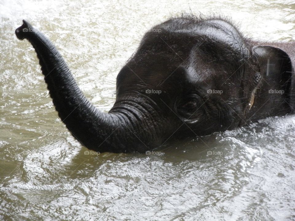 elephant swimming