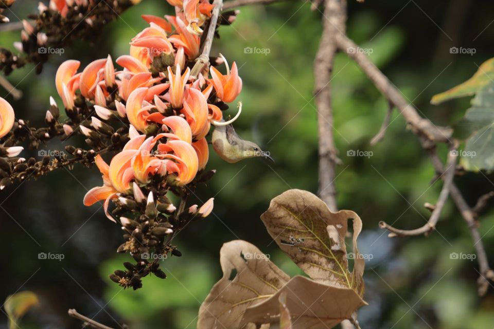 A delicate sunbird gracefully feeding on vibrant Palash flowers, surrounded by lush greenery and dried leaves. Capturing nature's harmony and beauty in the wild.