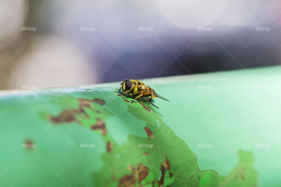 Details of a small bee on a metal lever