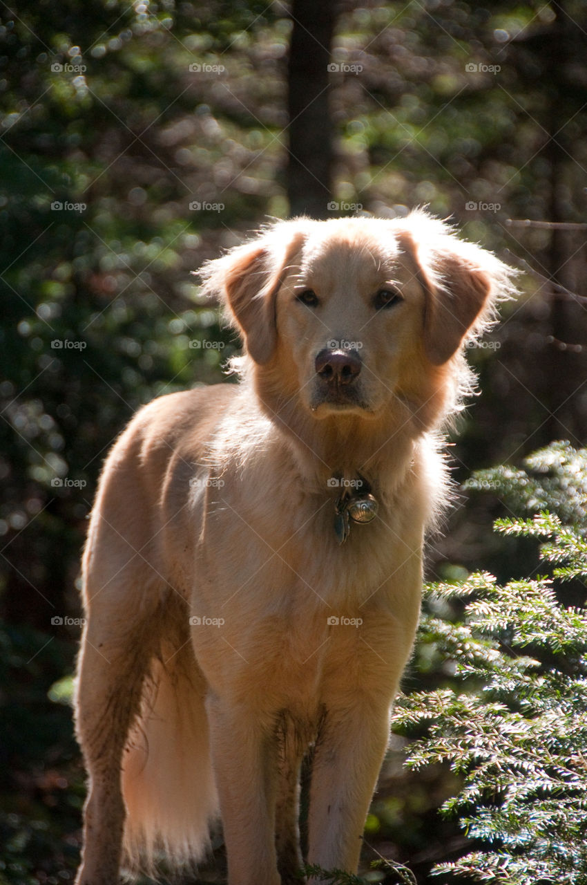 Dog bathed in sunlight on a hike in the woods