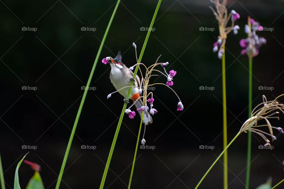 bird with flowers