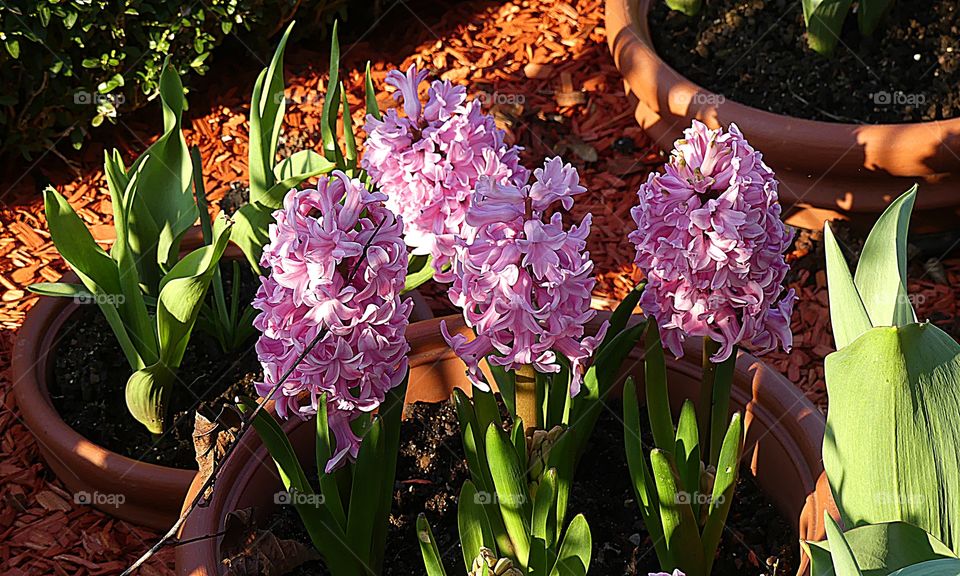 Crazy plant people with beautiful pink Hyacinthias