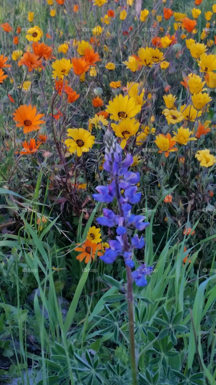 Springtime Wildflowers. Walking along Folsom trails