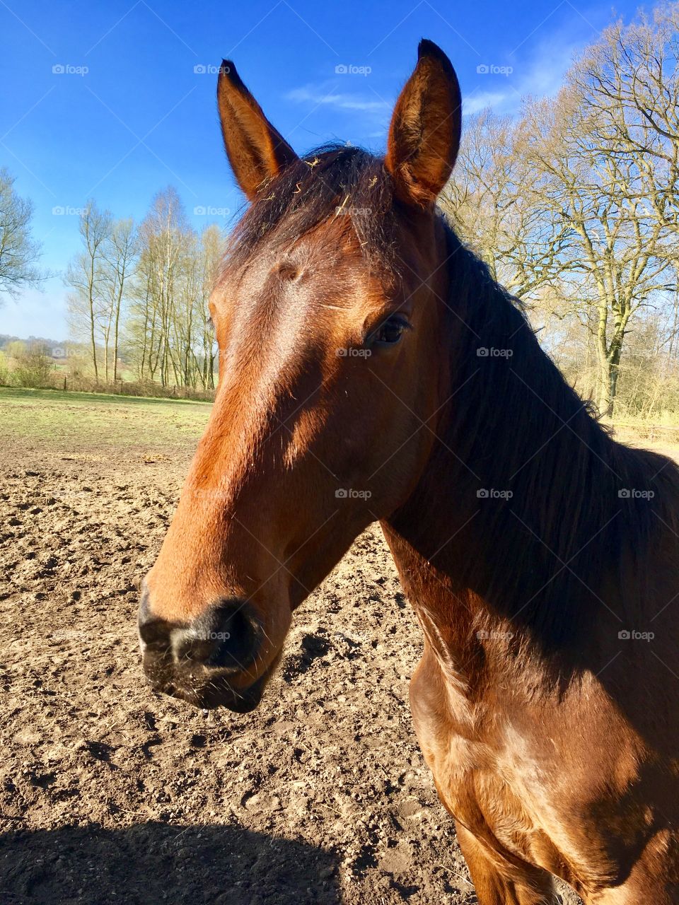 The suburb of Hamburg. Fields. Horses.Spring.