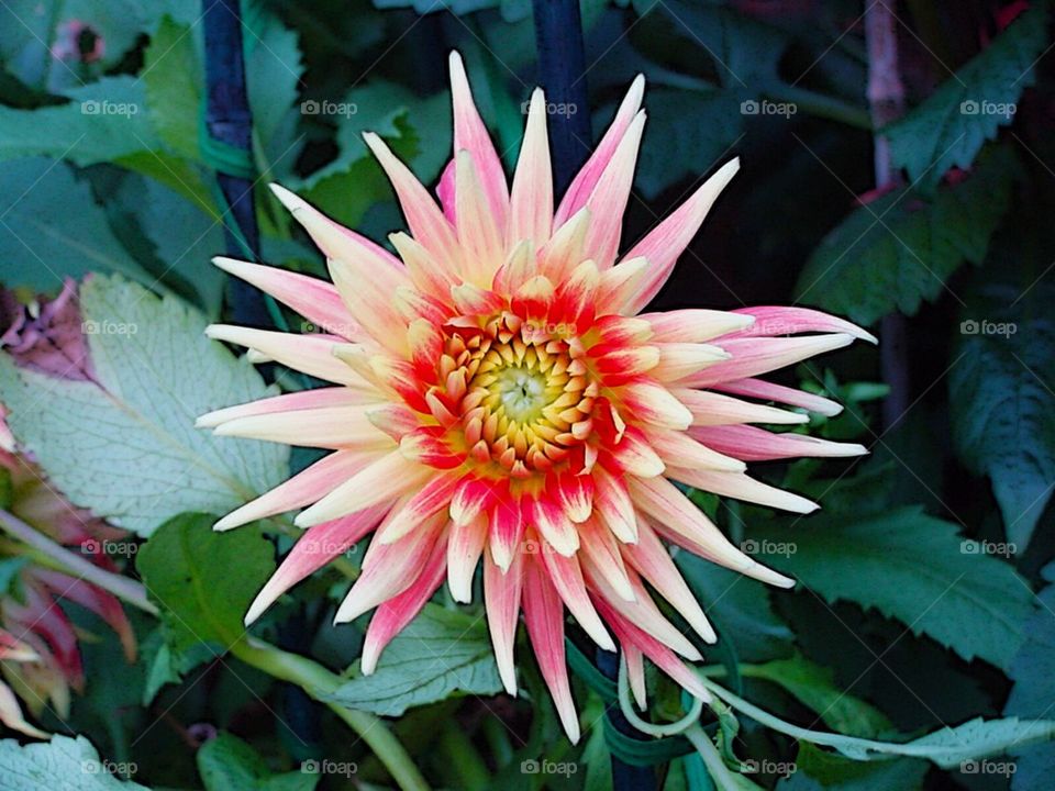 Dahlia
