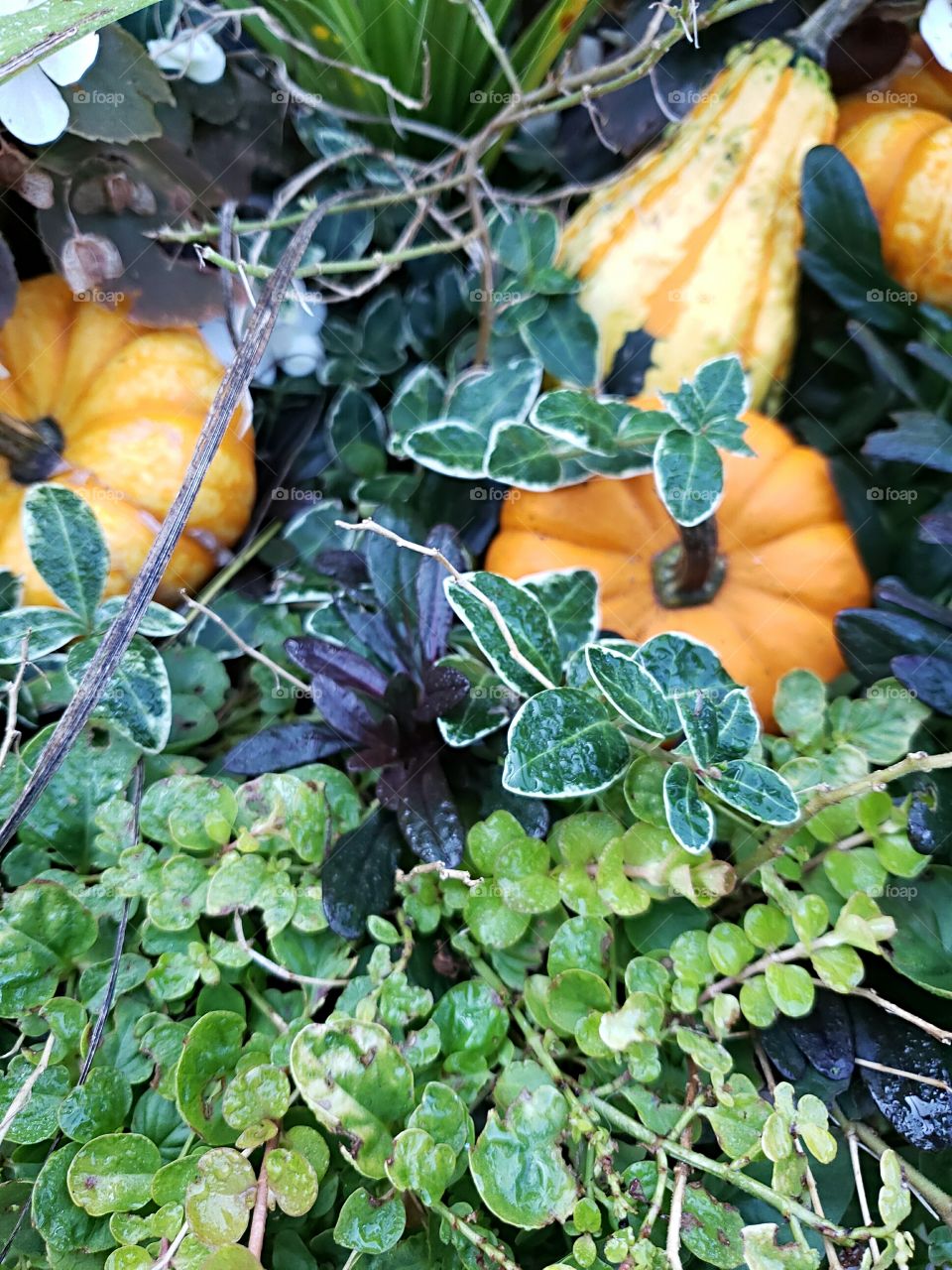mini pumpkins and gourds in outdoor plant