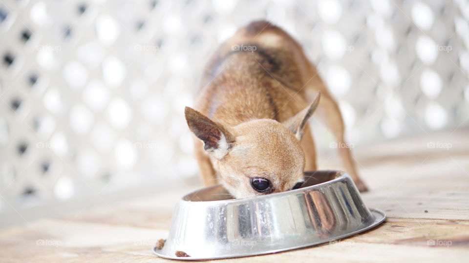 Puppy eating 