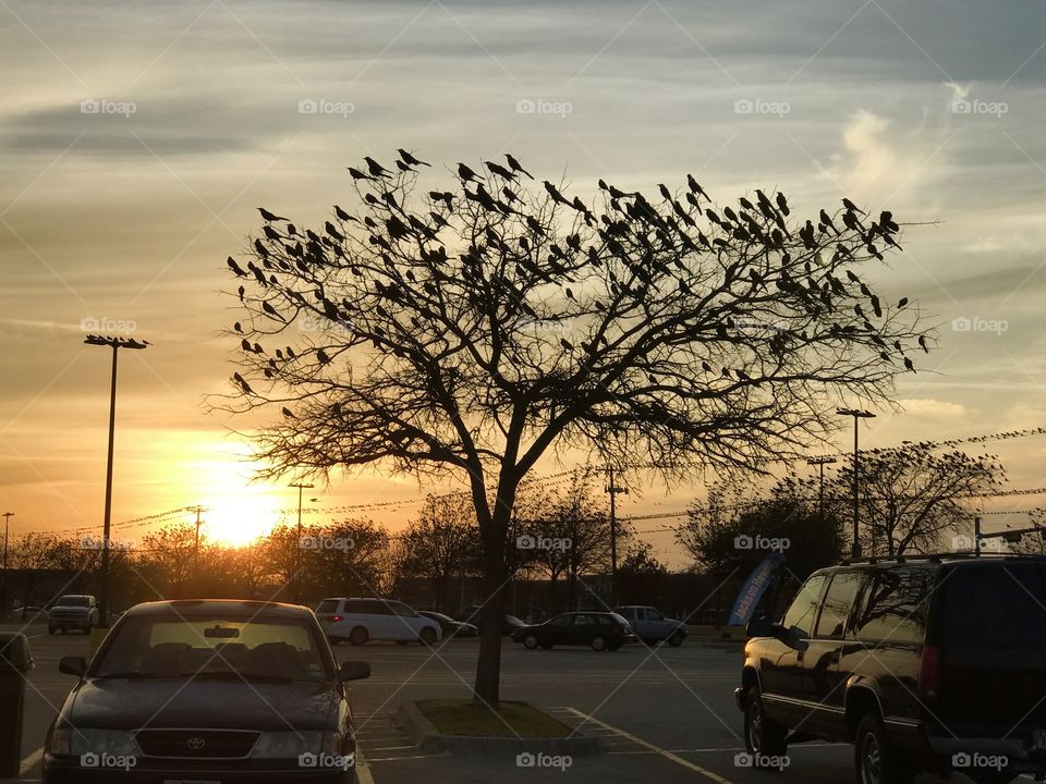 Birds in the sunset