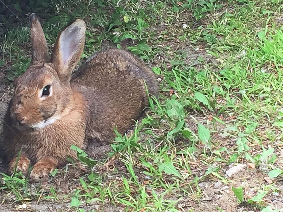 Baby rabbit laying in the shade 