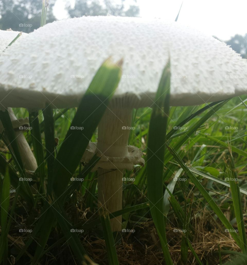toad stool side view