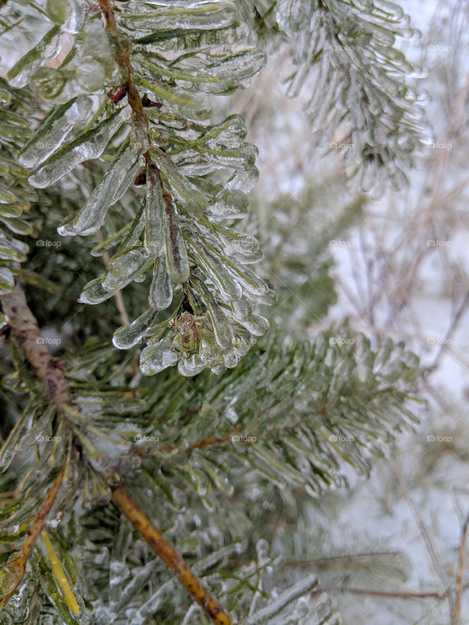 frozen pine