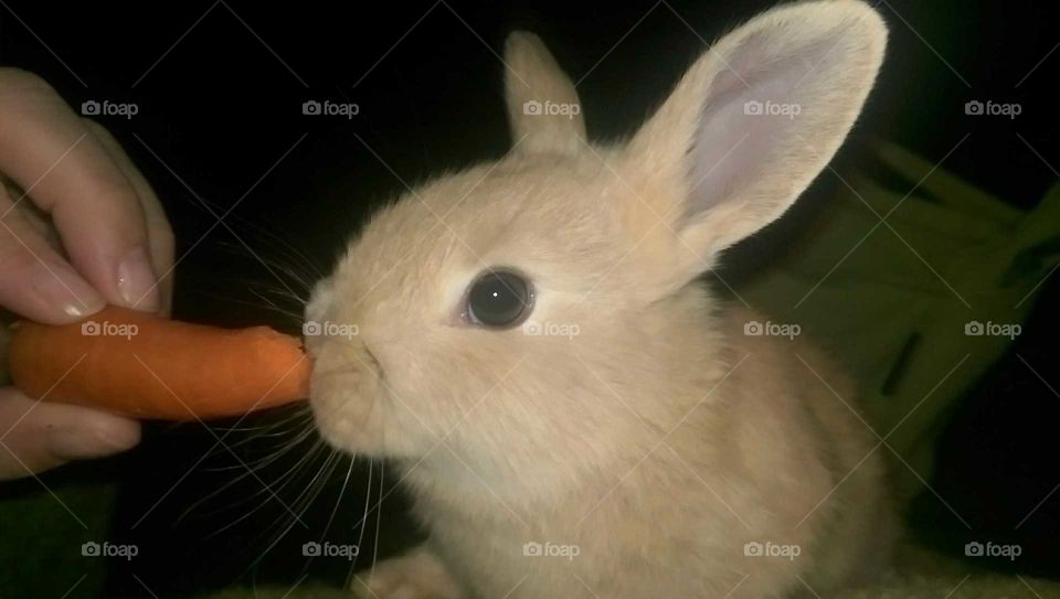 feeding the bunny