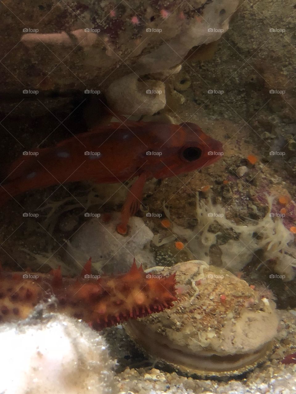 Zucchini under Ocean 