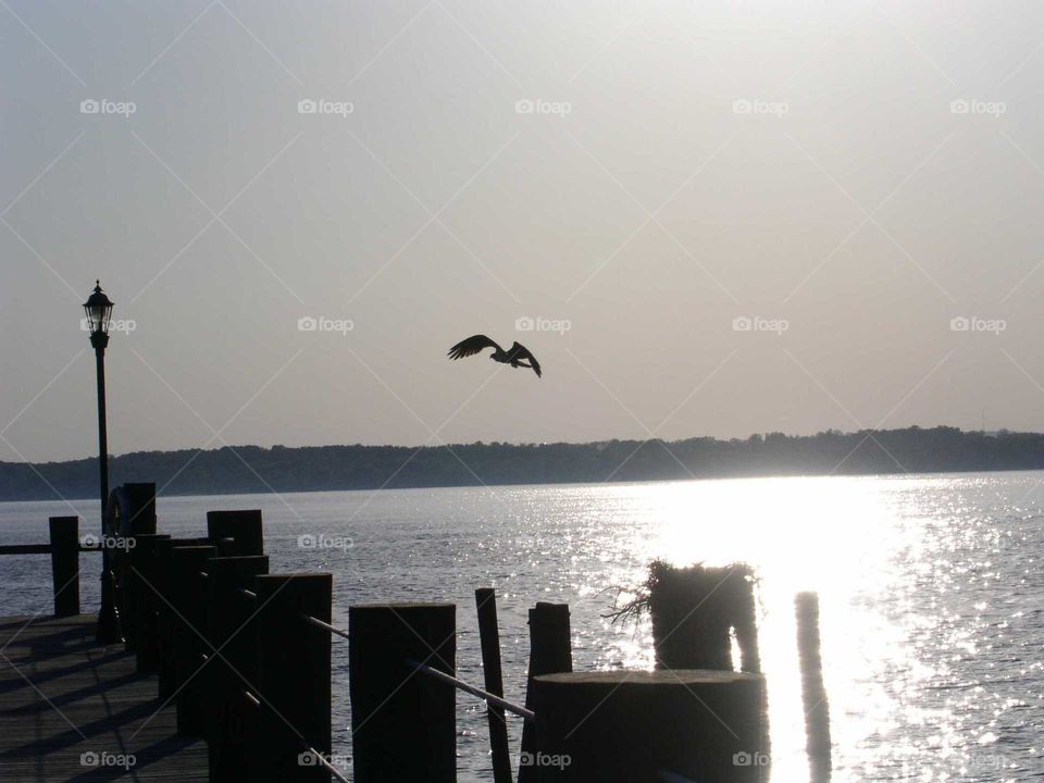 Osprey Feeding Time at Sunset on the North East River, at the top of the Chesapeake Bay (Cecil County, Maryland)