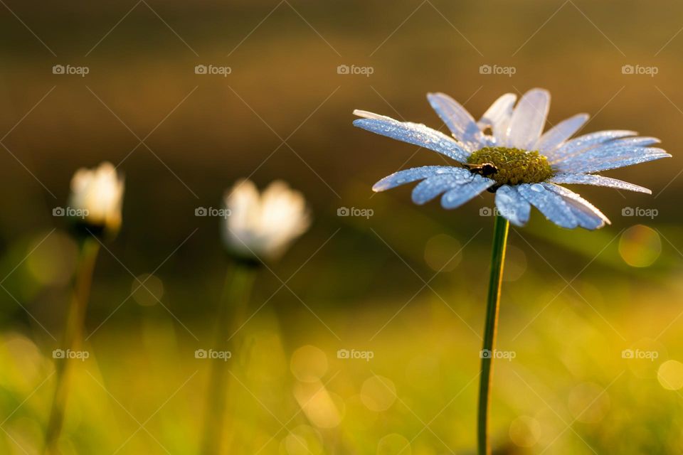 spring daisy in the sunshine