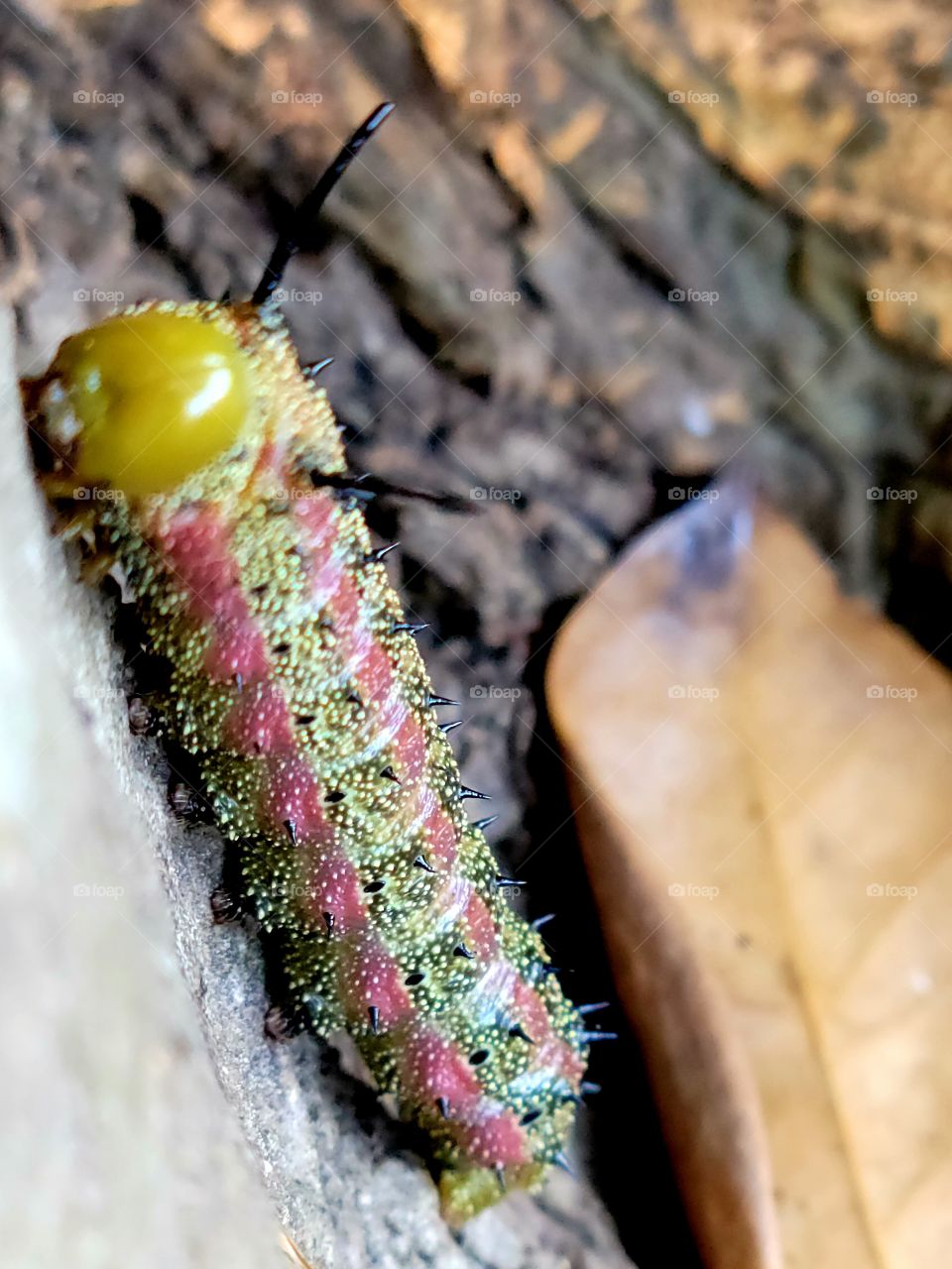 caterpillar