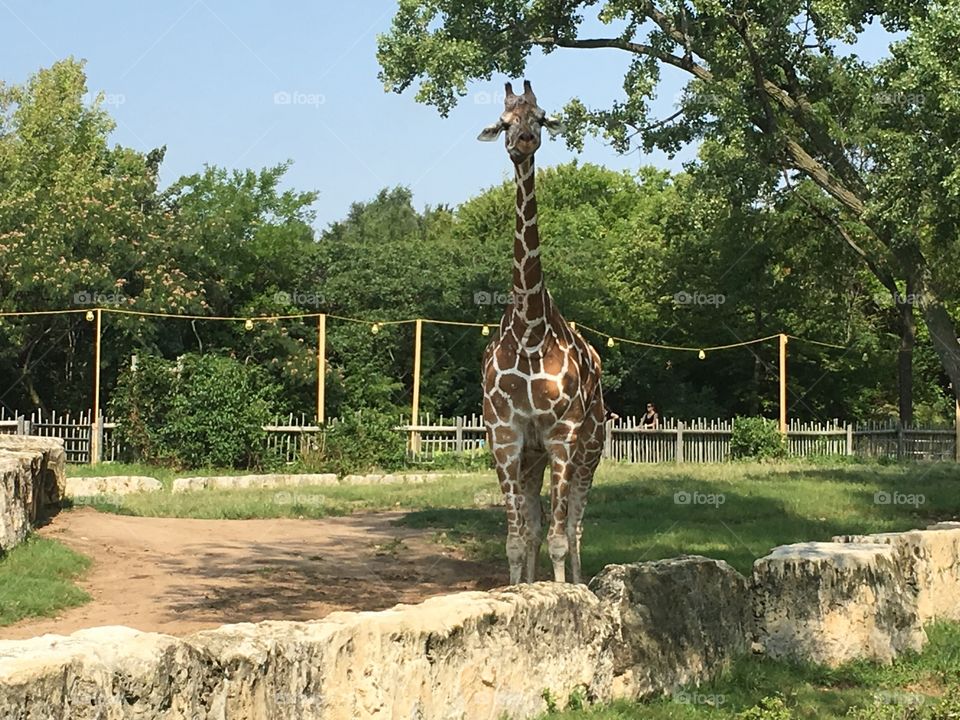 Giraffe staring 