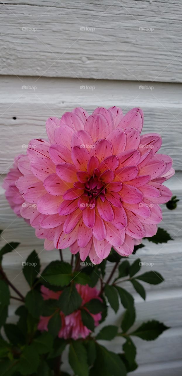 Beautiful Bright Pink Dahlia