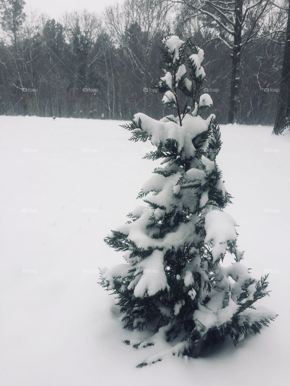 Small tree in the snow. 