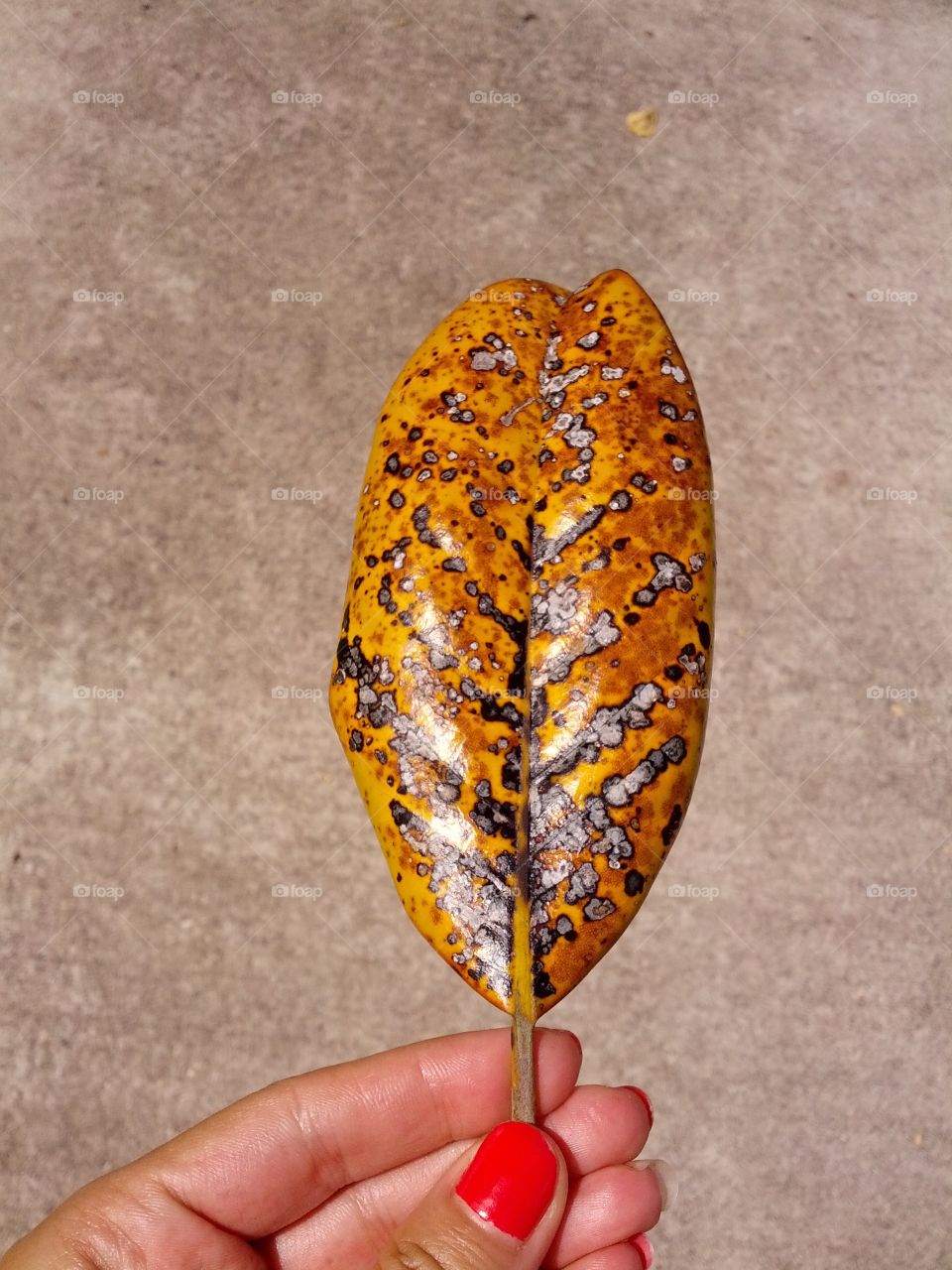 Woman's hand holding autumn leaf