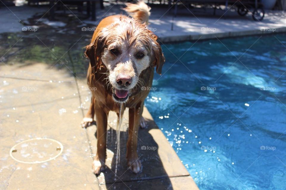 Soaking Wet Dog