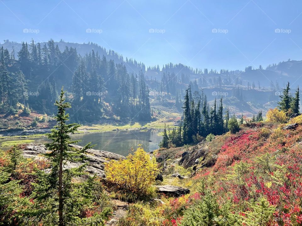 Autumn forest landscape 