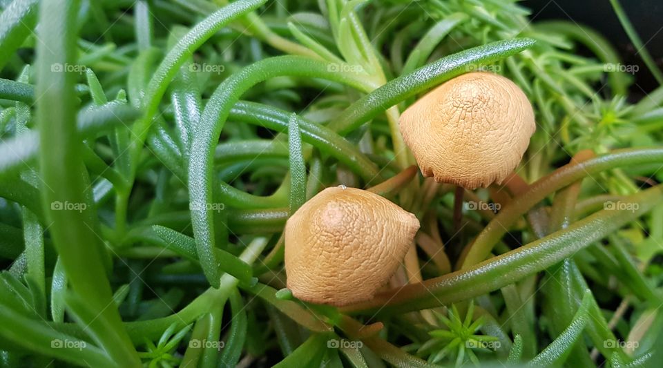 Mushrooms in a flower vase