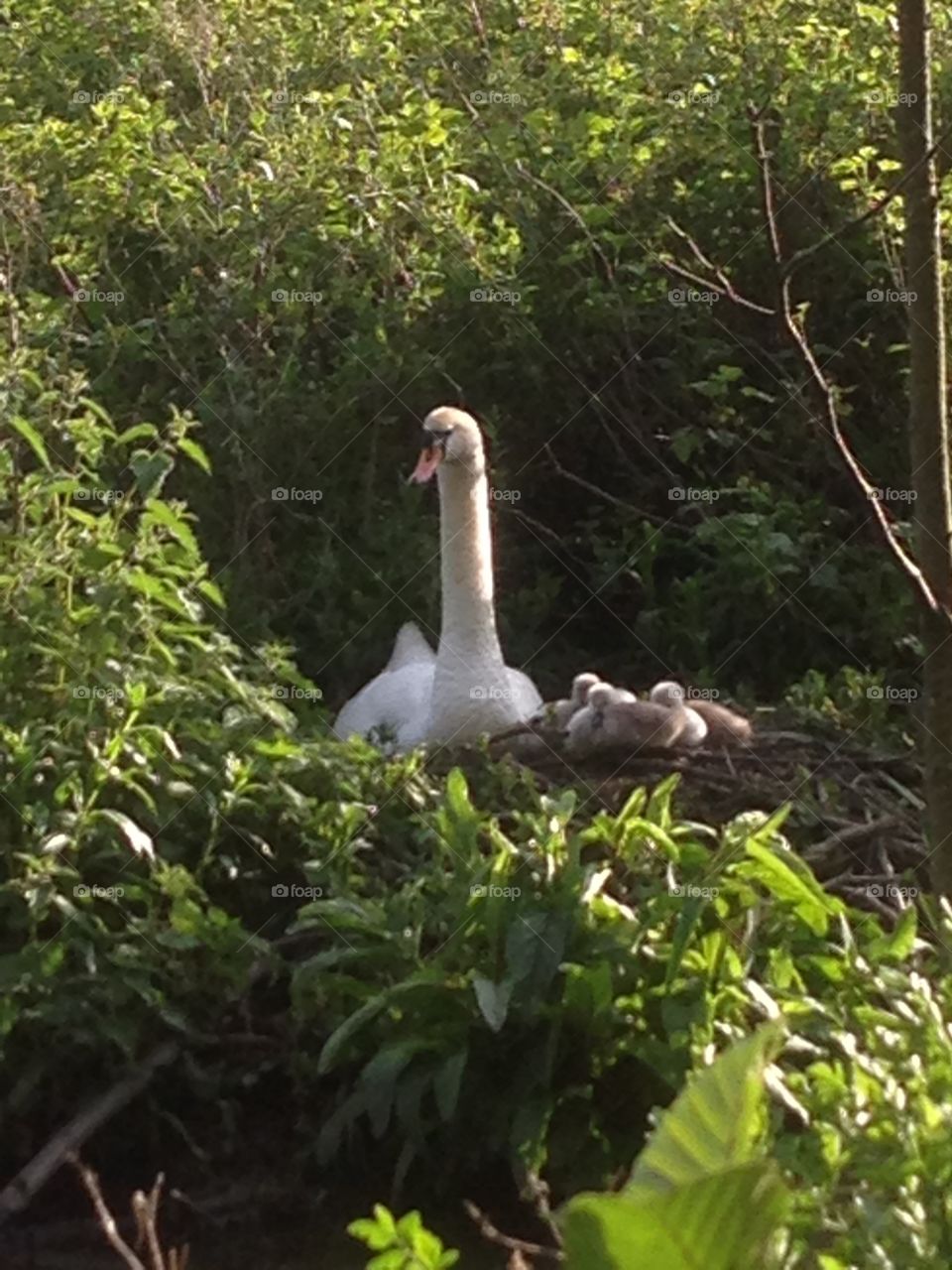 Mama swan