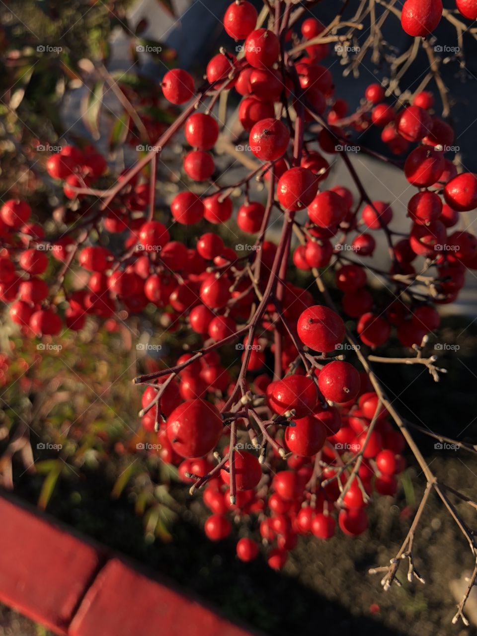 Bright red berries glow in the setting sun of a warm California evening. 