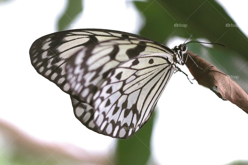 Butterfly, Nature, Insect, No Person, Wildlife