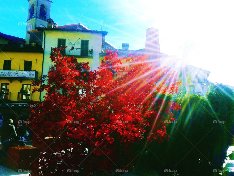 amazing sun rays over the red tree