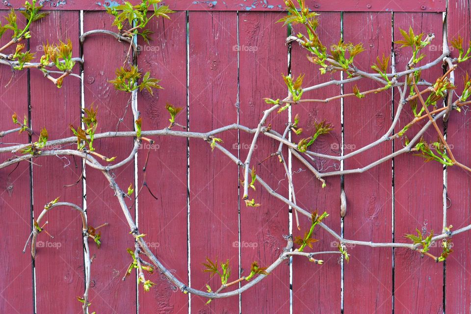 fence and green leaves