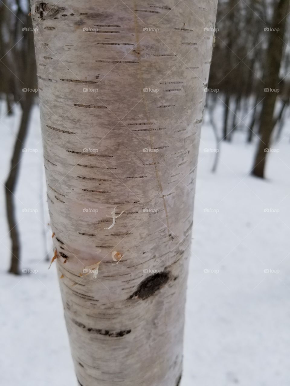 Beautiful Birch