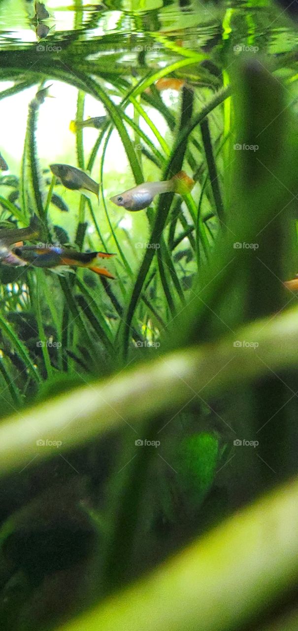 shapes of nature :fishes