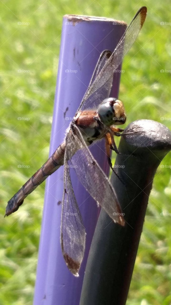dragonfly
